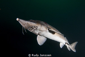 sturgeon by Rudy Janssen 
